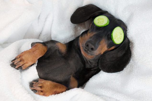 Cachorrinho relaxando com duas rodelas de pepino nos olhos
