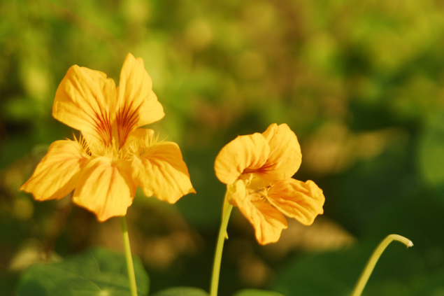 Capuchinha amarela