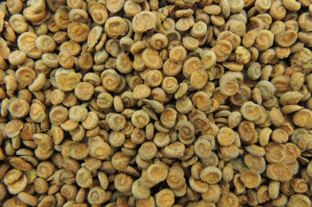 Fruto da Gabiroba