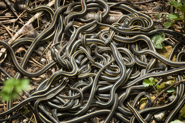 Várias cobras juntas e enroladas