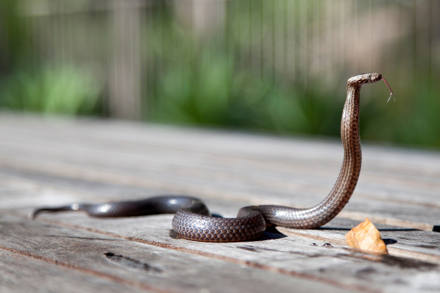 Cobra em pé no asfalto