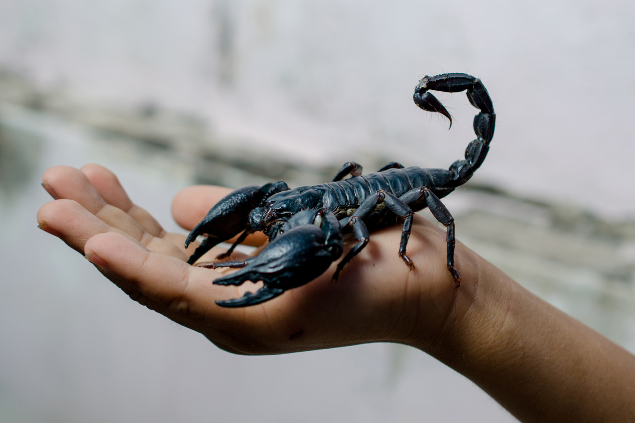 Homem segurando um escorpião preto e grande