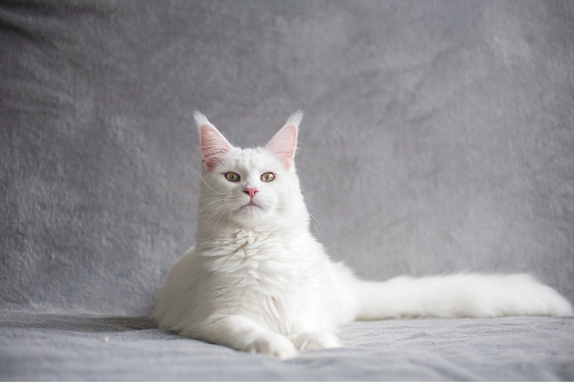 Gato em alerta olhando para a câmera