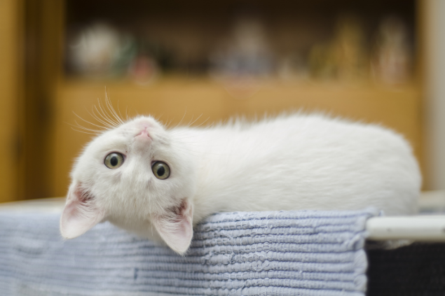 Gatinho de ponta cabeça olhando para a câmera