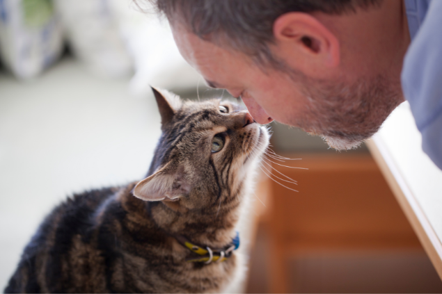 Homem encostando seu nariz no fuçinho do gato
