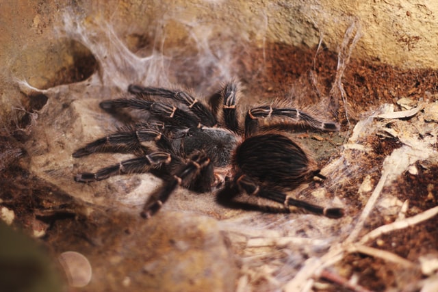 Aranha caranguejeira grande em teia