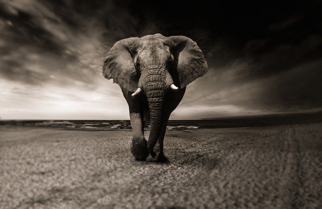 Elefante cinza