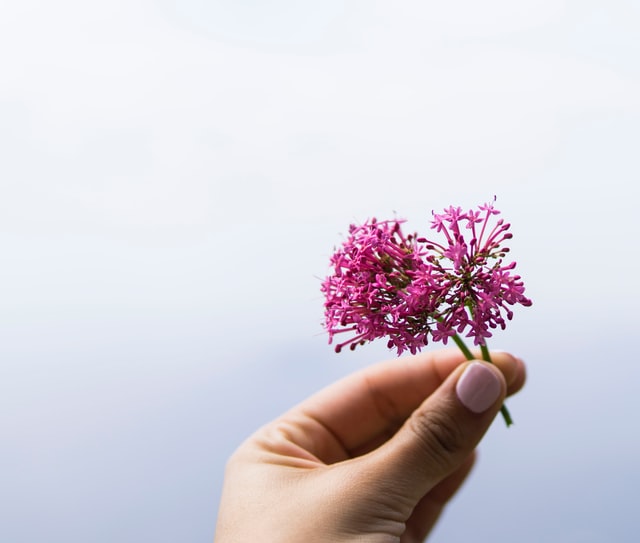 Mão segurando flor valeriana