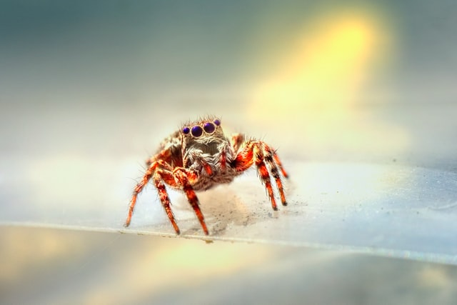 Aranha.