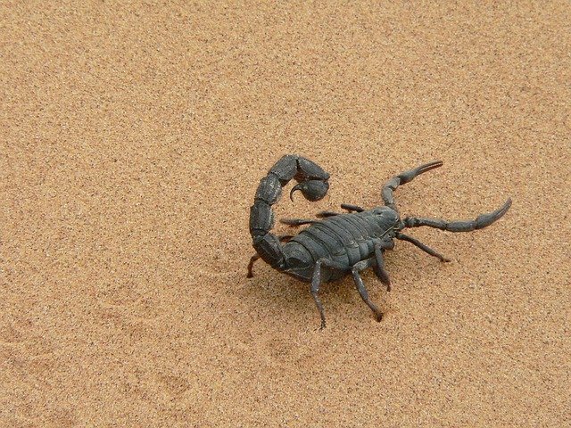 Escorpião preto no chão