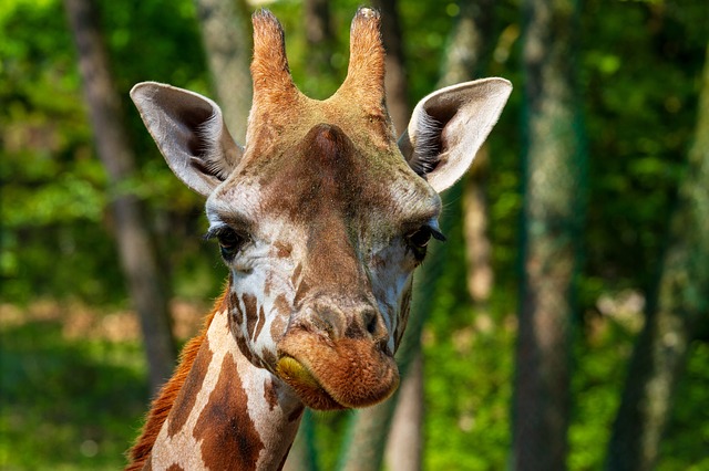 Girafa em frente a árvores
