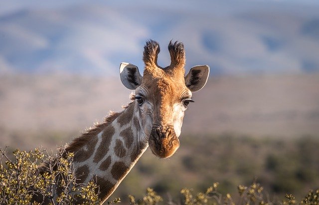 rosto de girafa