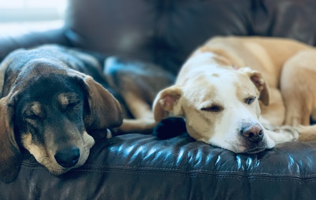 Cachorros dormindo.
