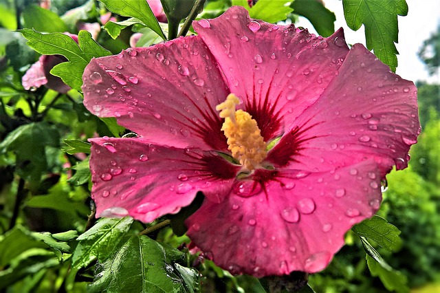 Flor de hibisco rosa.