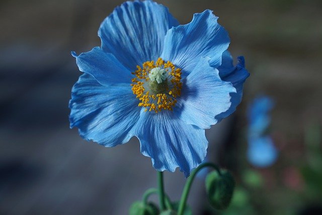 Flor azul com miolo amarelo