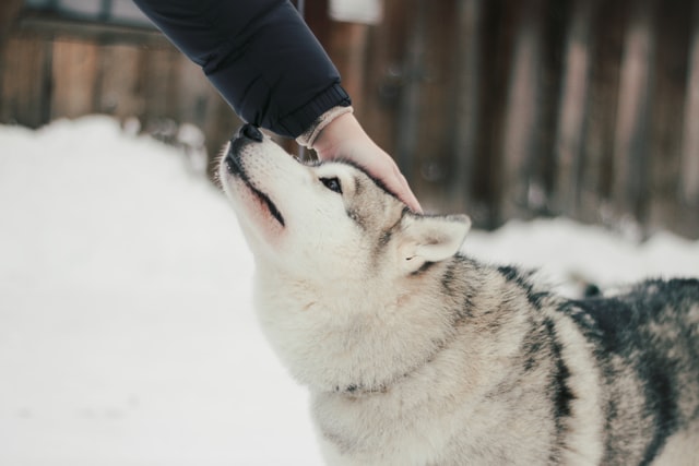 Pessoa fazendo carinho num cachorro.