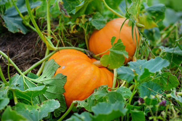 Abóbora na terra