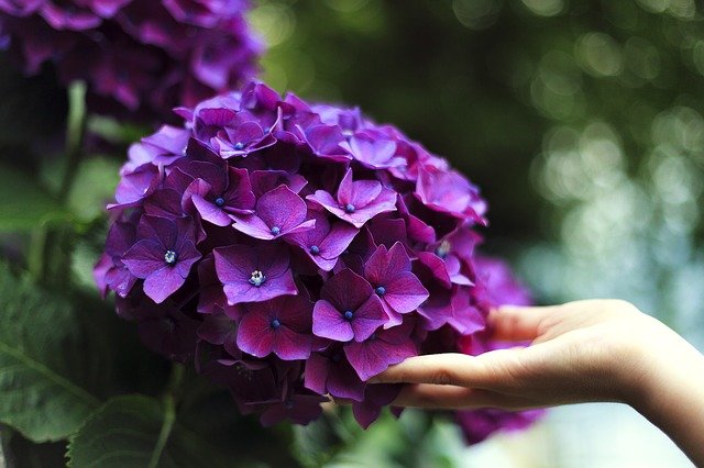 Hortênsias roxas.