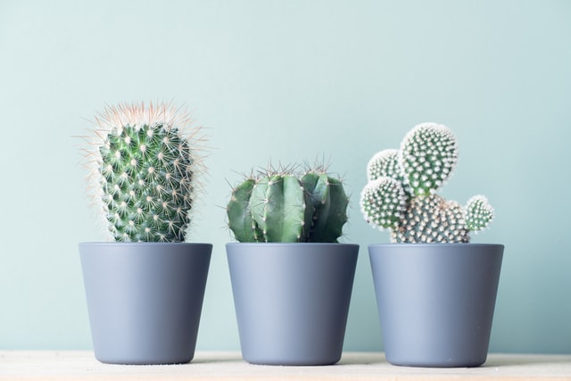 Cactos.