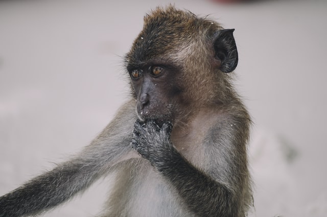 Macaco com a mão na boca.