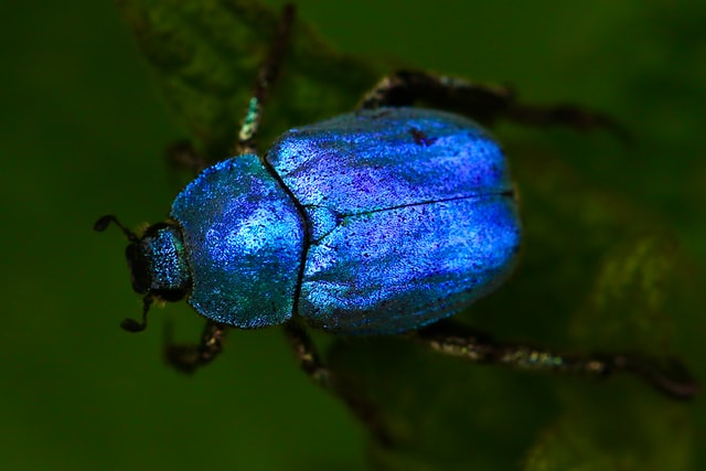 Inseto azul.