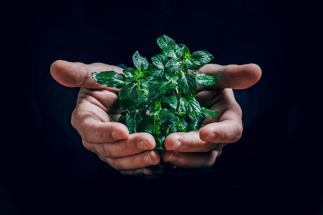 Mãos brancas segurando plantas.
