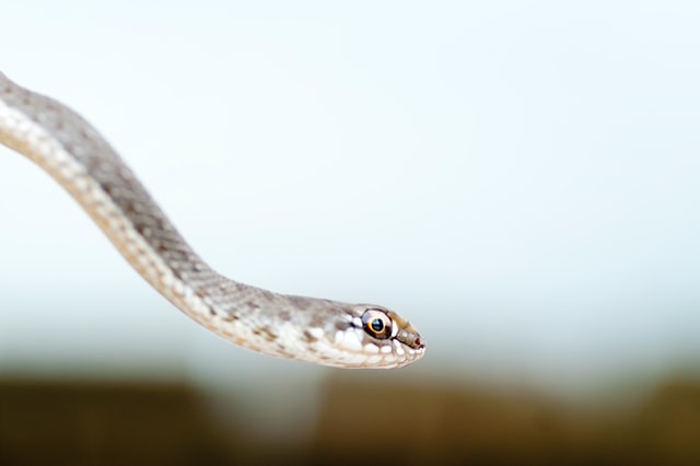 Cobra pequena.