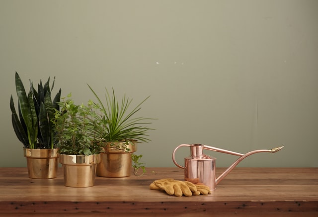 Vasos de plantas.