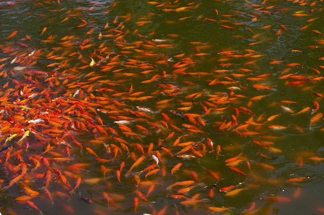 Carpas em um lago
