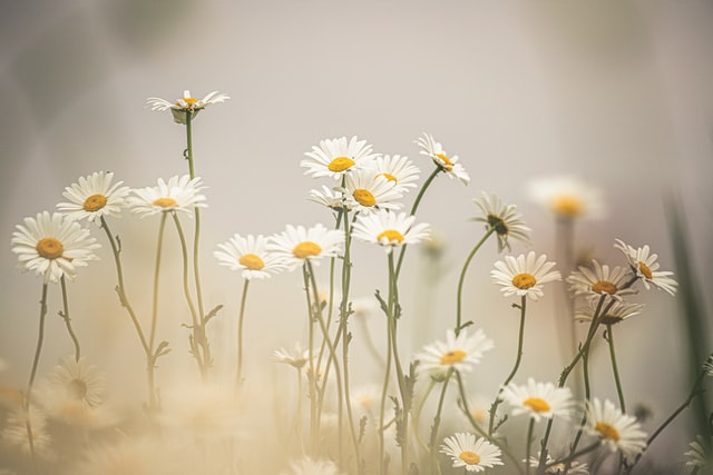 Margaridas brancas.
