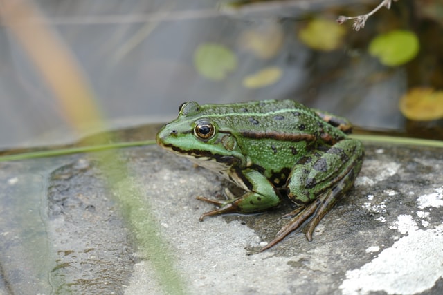 Sapo na lagoa