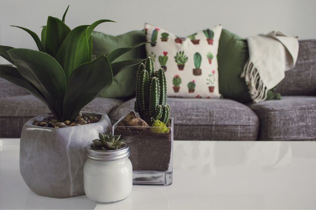 Decoração de uma sala com plantas sobre a mesa de centro.