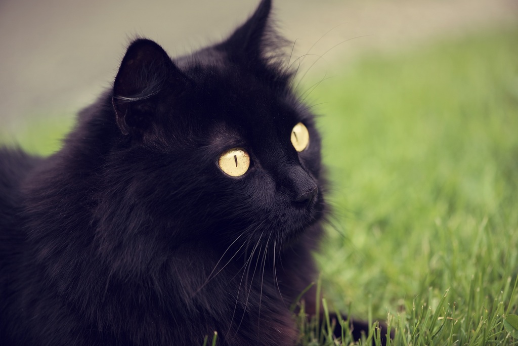 Gato Angorá deitado na grama,  visto de perfil.