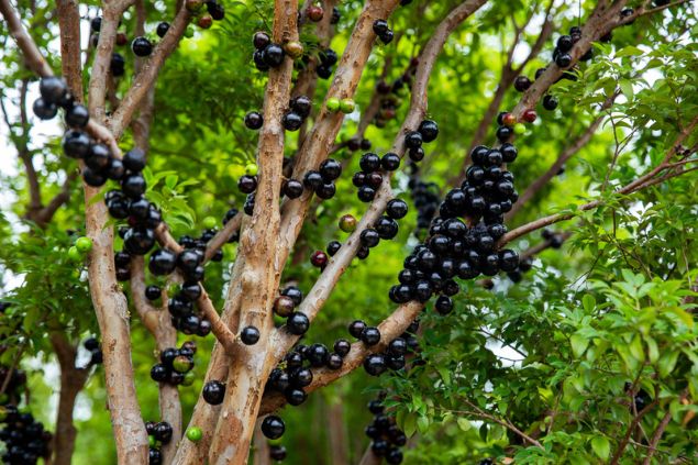 Galhos de uma jabuticabeira cheia de jabuticabas.