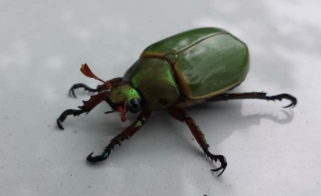 Inseto verde.