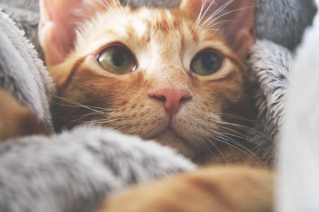 Gato laranja.