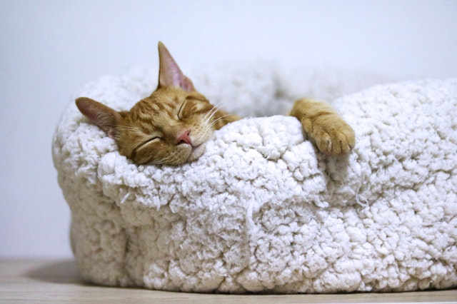 Gato dormindo em cama