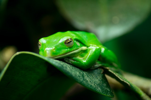 Sapo verde.