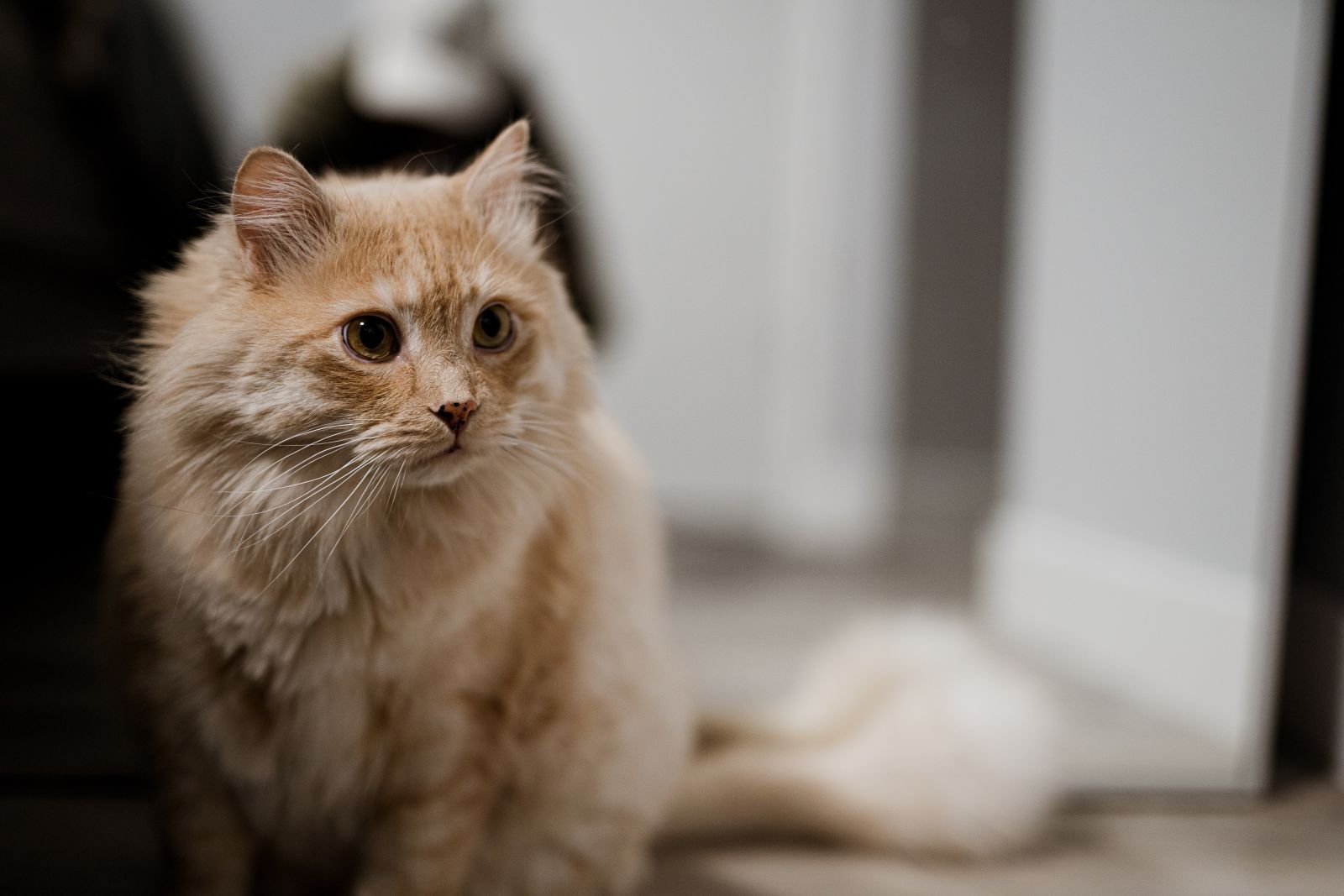 Gato olhando para o lado