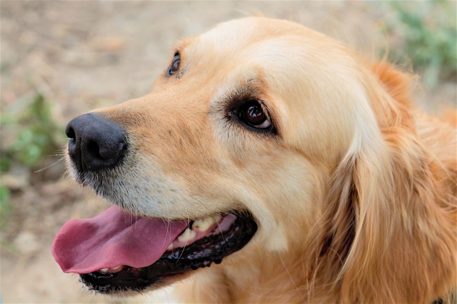 Cachorro com a boca aberta olhando para frente