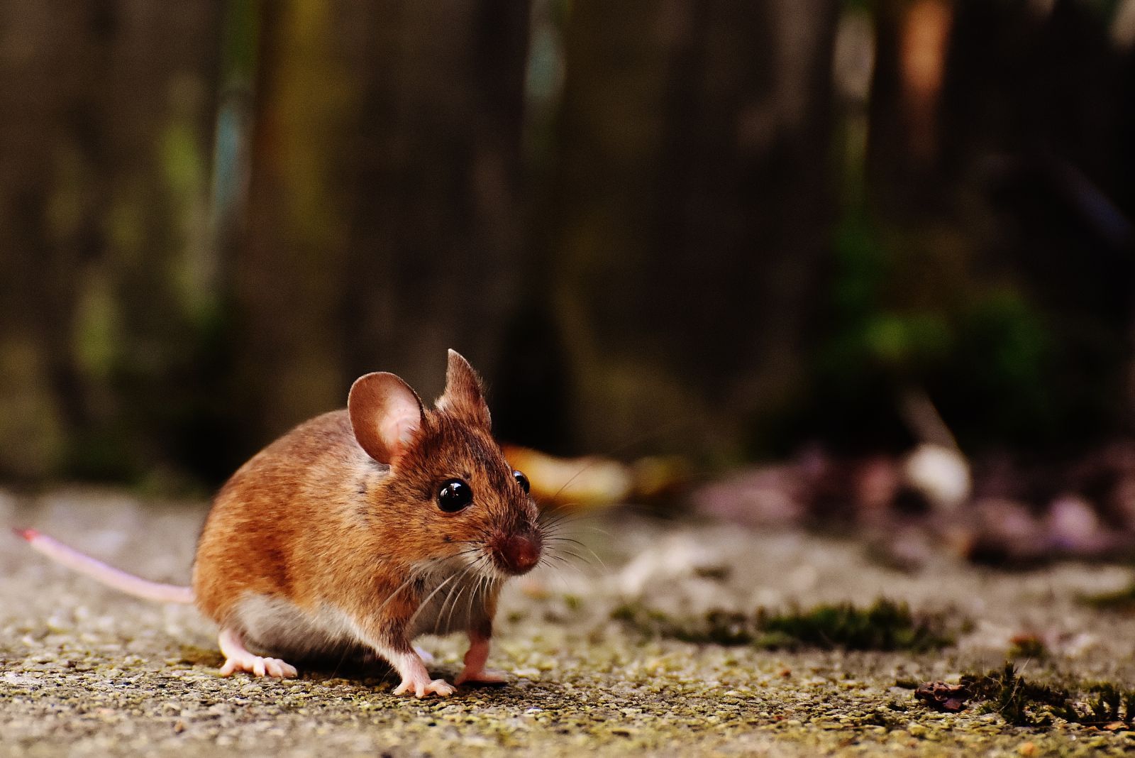 Ratinho no chão