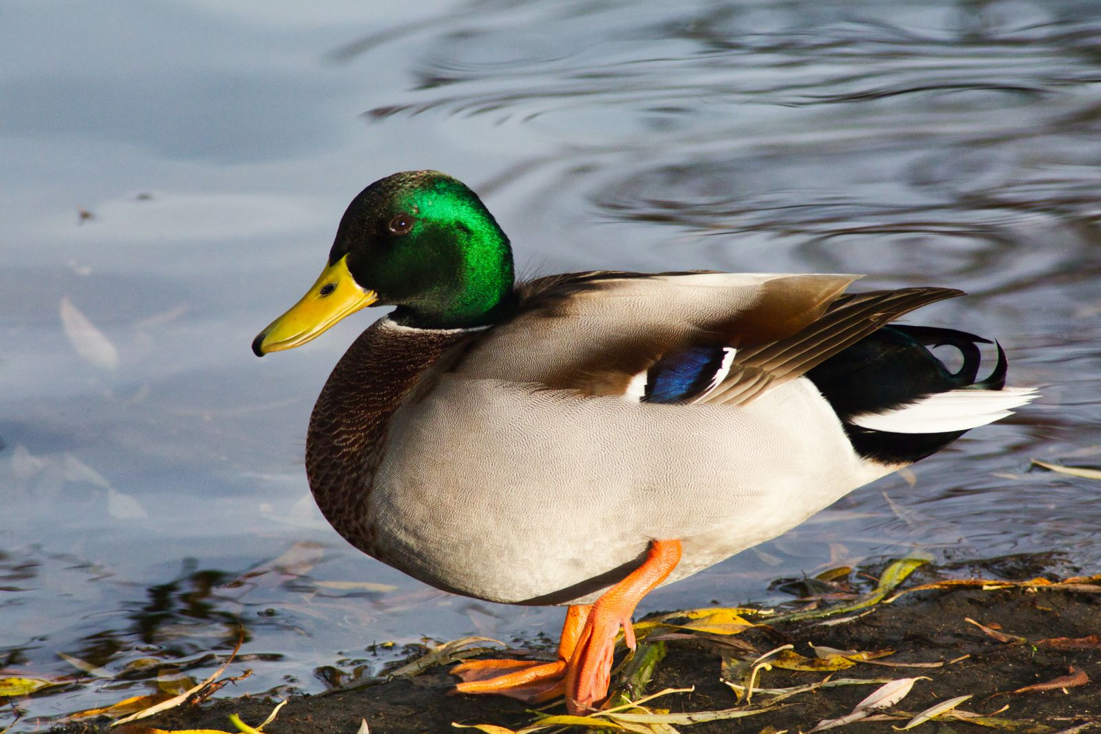 Pato ao aldo de um lago
