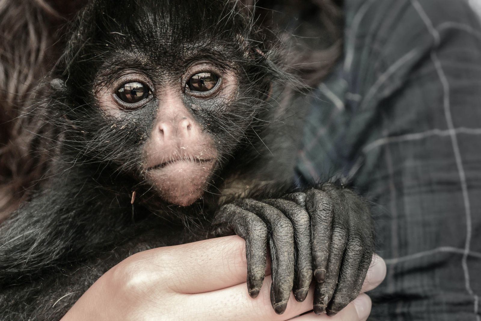Macaco no colo de uma pessoa