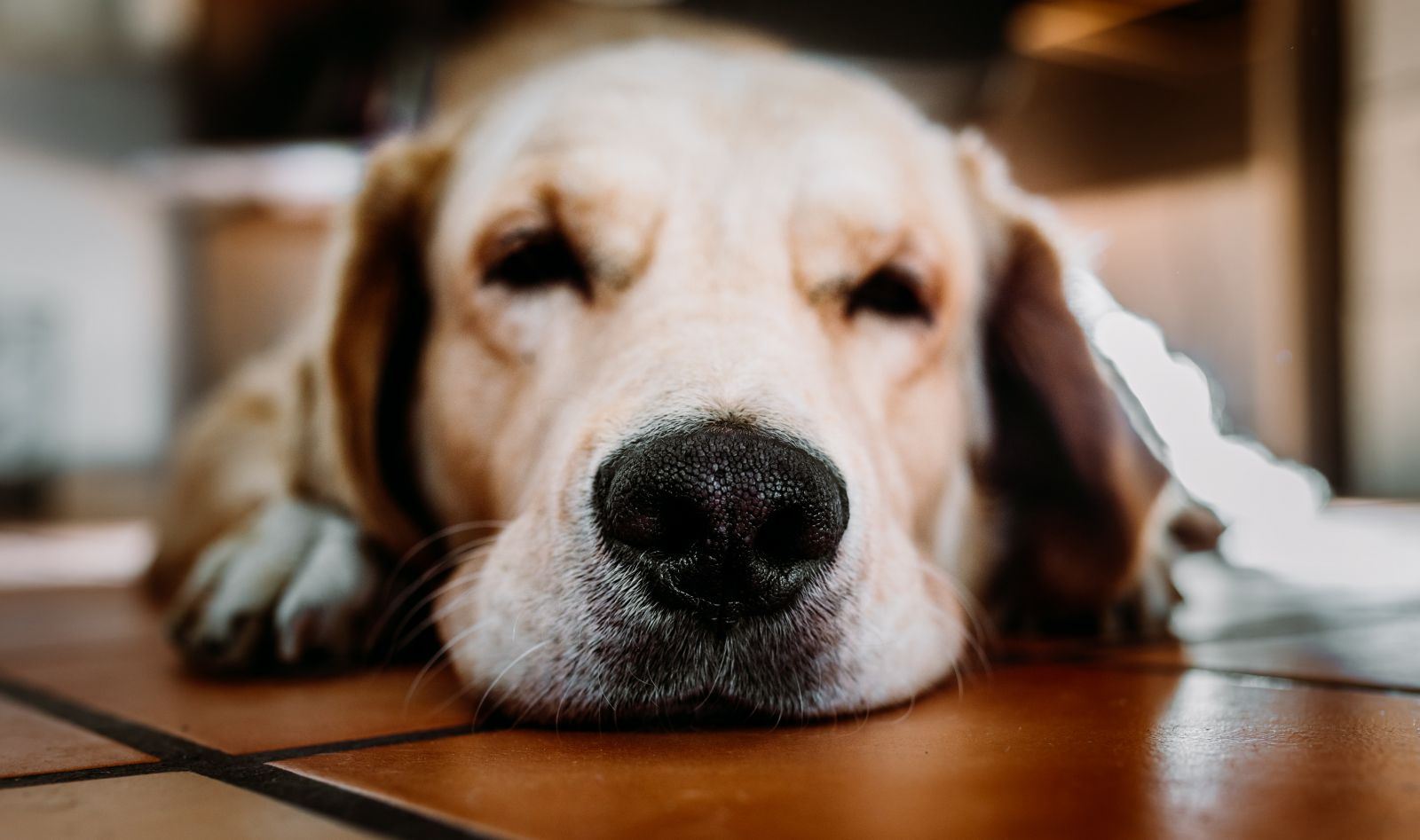 Cachorro deitado no chão