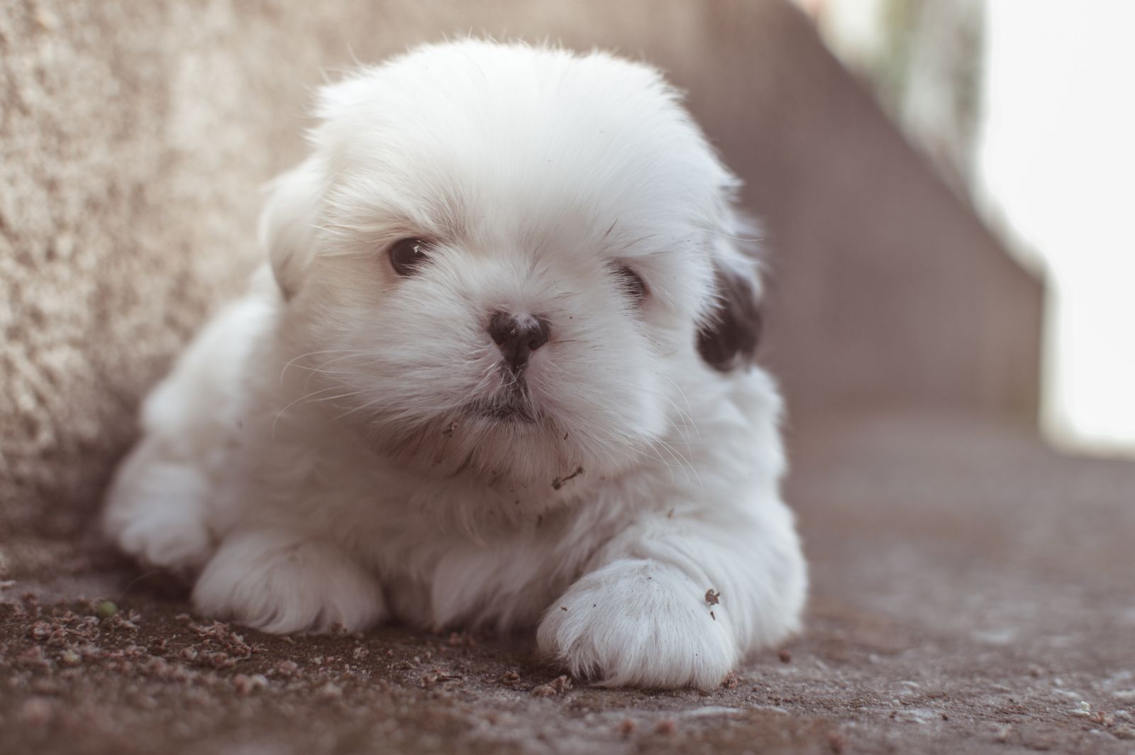 Cachorrinho deitado 