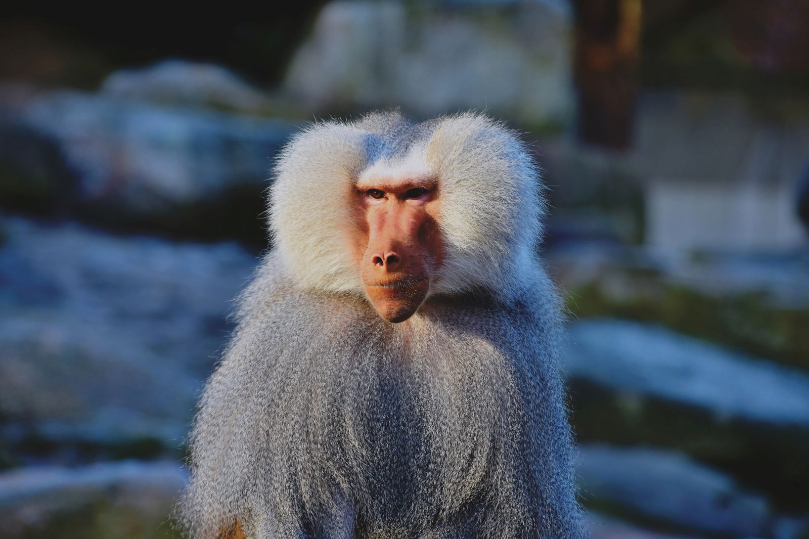 Macaco olhando para o lado 
