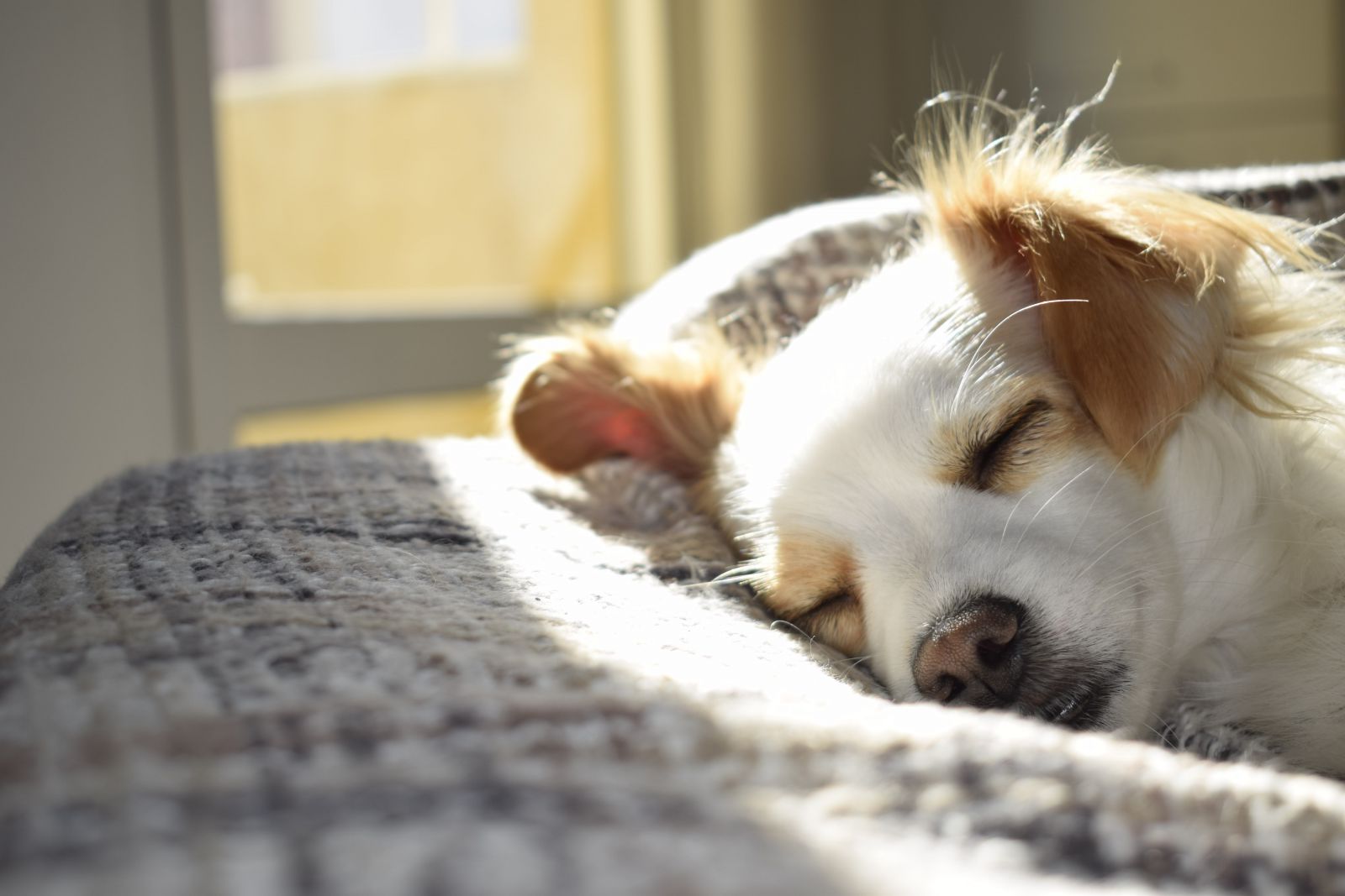 Cachorro dormindo na cama