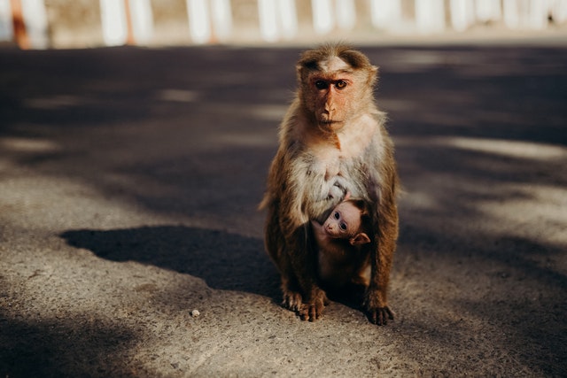 Macaco com filhote no meio da rua