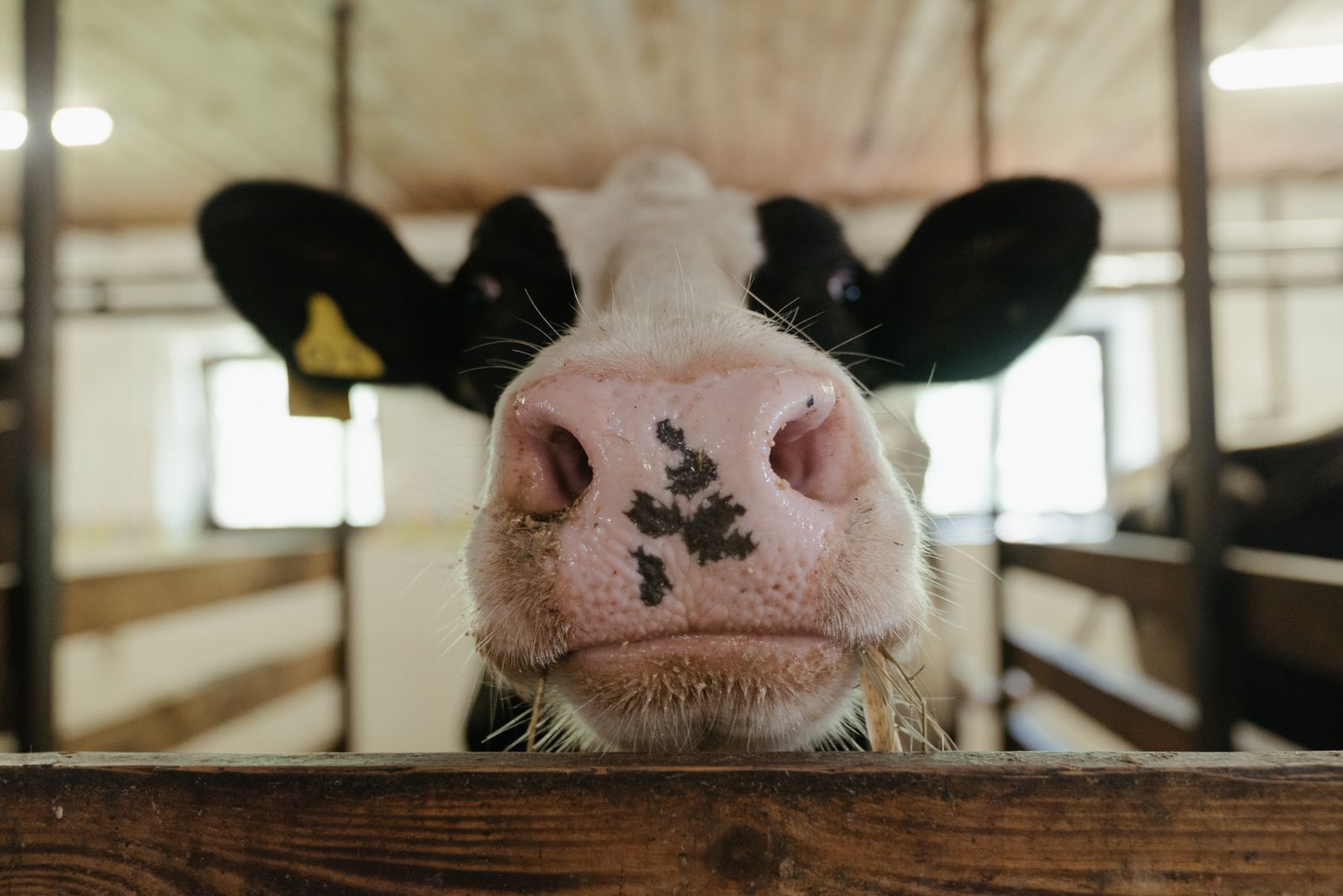 Vaca olhando para frente