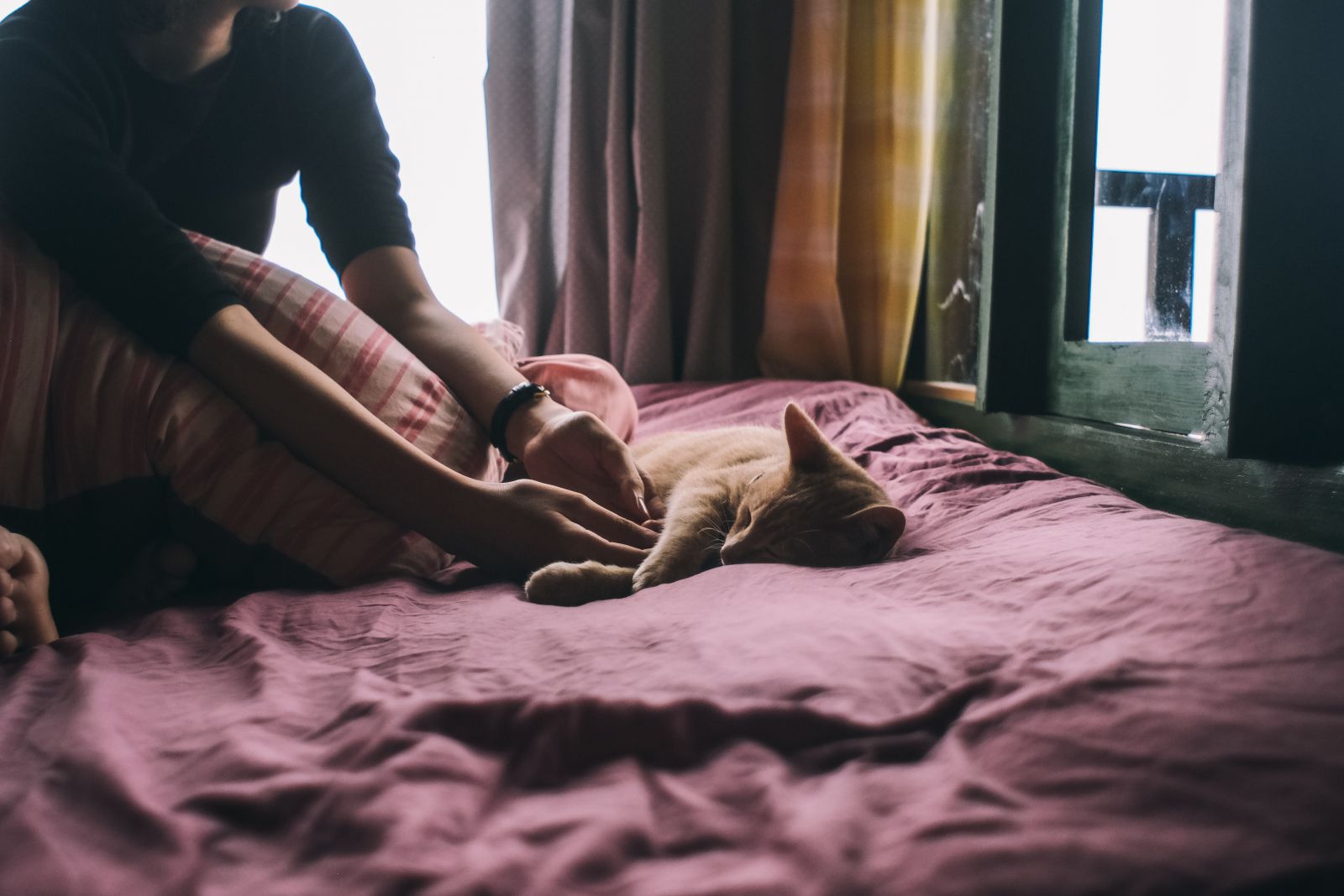 Mulher fazendo carinho no gato que está na sua cama